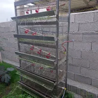 فروش قفسه۵طبقه بلدرچین وجوجه|لوازم جانبی حیوانات|تالش, جوکندان|دیوار