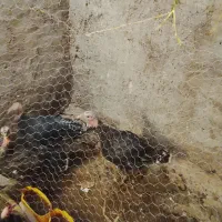 بوقلمون فروشی|حیوانات مزرعه|بم, |دیوار