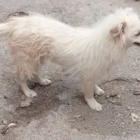 توله ۵ماهه