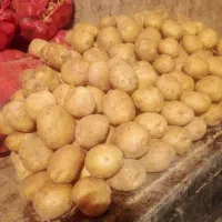 تهیه میوه تره بار از میدان تهران|خدمات پذیرایی، مراسم|لنگرود, |دیوار