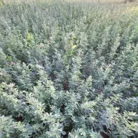 بذر علف یونجه امریکایی