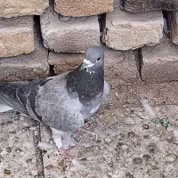 کبوتر نر|پرنده|اصفهان, گورتان|دیوار