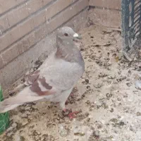 پلاکی جان اردن