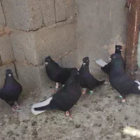 کلاغ دم سفید