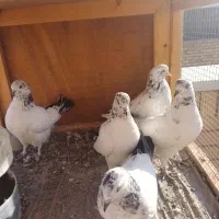 ۵عدد جوجه کبوتر