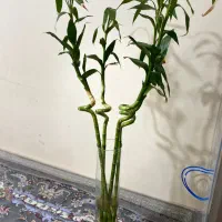گل بامبو
