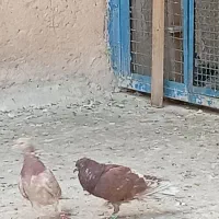 نر و ماده عالی همه چی تموم|پرنده|پاکدشت, حصار امیر|دیوار