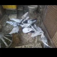 کفتر فروشی توافقی...