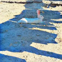 خرگوش|موش و خرگوش|سراوان, |دیوار