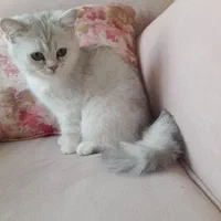 بچه گربه بریتیش سیلور سفید ماده