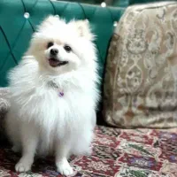 سگ گمشده در بیشه کلا|حیوانات|سرخرود, |دیوار