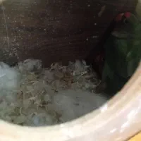 یک جفت طوطی برزیلی