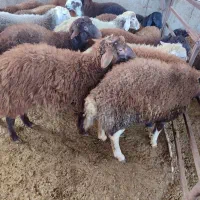 بره نره|حیوانات مزرعه|گرگان, |دیوار