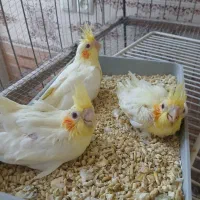 عروس هلندی  سرلاکی  لوتینو وسینامون گلبا قالی