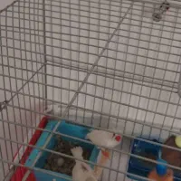 ۴ عدد فنچ سفید