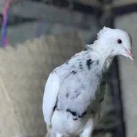 کبوترطوقی|پرنده|چابهار, |دیوار