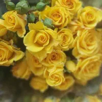 پخش گل از گلخانه(پخش گل سید)|گل و گیاه طبیعی|ری, بازار گل خاوران|دیوار