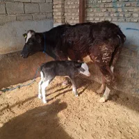 گاو گوساله دار