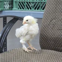 جوجه برهما لایت و پاتریچ اصیل|حیوانات مزرعه|یزد, |دیوار