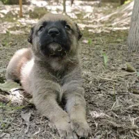 تو*له سگ سرابی**اصیل