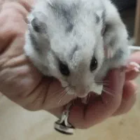 همستر های بازیگوش و سرحال|موش و خرگوش|رشت, یخسازی|دیوار