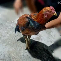 خروس و جوجه لاری افغانی|حیوانات مزرعه|فیروزآباد (لرستان), |دیوار