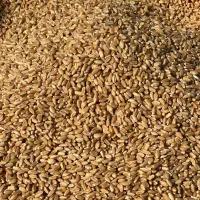 گندم بذری|گل و گیاه طبیعی|کارون, |دیوار