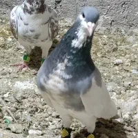 کفتر بیرونی