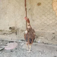 مرغ لاری اصیل