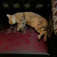 واگذاری گربه یکساله|گربه|تهران, زعفرانیه|دیوار