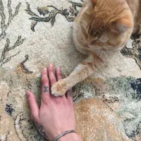 واگذاری گربه قبول میشود