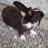 خرگوش|موش و خرگوش|ایرانشهر, |دیوار