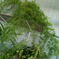 گل شویدی|گل و گیاه طبیعی|نیشابور, گمنام غربی|دیوار