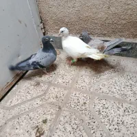 کفتر سفید جوجه جوان|پرنده|مشهد, بهاران|دیوار