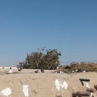 16عدد نر همه سر کله دار