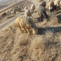 دو رتس شیشک ترکی|حیوانات مزرعه|الیگودرز, |دیوار