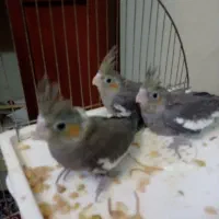 عروس هلندی با جوجه هاش
