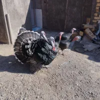 بوقلمون|حیوانات مزرعه|بم, |دیوار