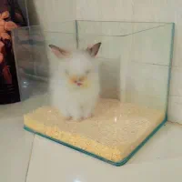 خرگوش خونگی