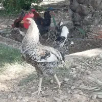 خروس و بوقلمون مرغ جوجه|حیوانات مزرعه|جم, |دیوار