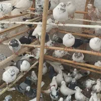 100عدد کبوتر کبکی به صورت یکجا|پرنده|آمل, |دیوار