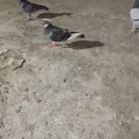 کفتر المانی