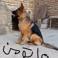 ژرمن شپرد|سگ|تاکستان, |دیوار