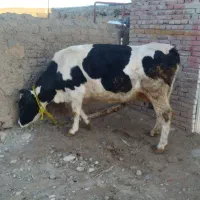 گاو جوان گوشتی شیری|حیوانات مزرعه|نظر کهریزی, |دیوار