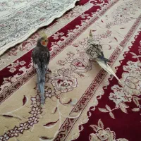 عروس هلندی|پرنده|سقز, |دیوار