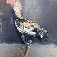 خروس لاری|حیوانات مزرعه|تنکمان, |دیوار