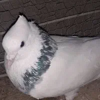 مجسمه طوقی سبز چاپی