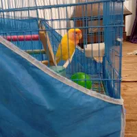 طوطی برزیلی سخنگو|پرنده|رشت, شالکو|دیوار