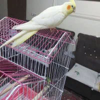 عروس هلندی لوتینو ماده رام شش ماهه مست مست|پرنده|رشت, یخسازی|دیوار