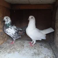 کبوتر